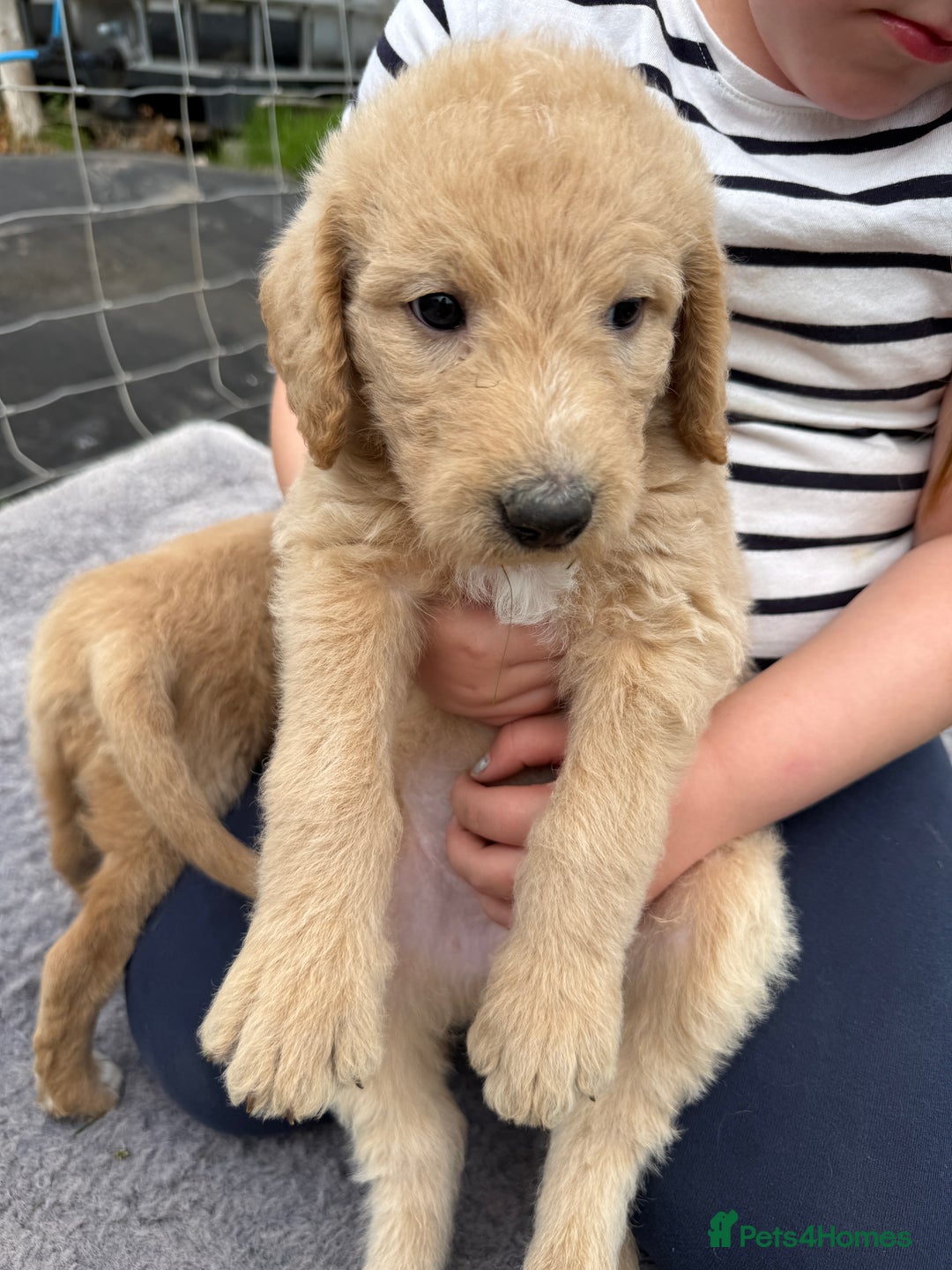 Labradoodle dogs for sale: Health tested chunky and fluffy labradoodles  - Image 26