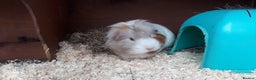 Guinea Pig rodents for sale: 2 female guinea pigs, large hutch and accessories - Advert 14