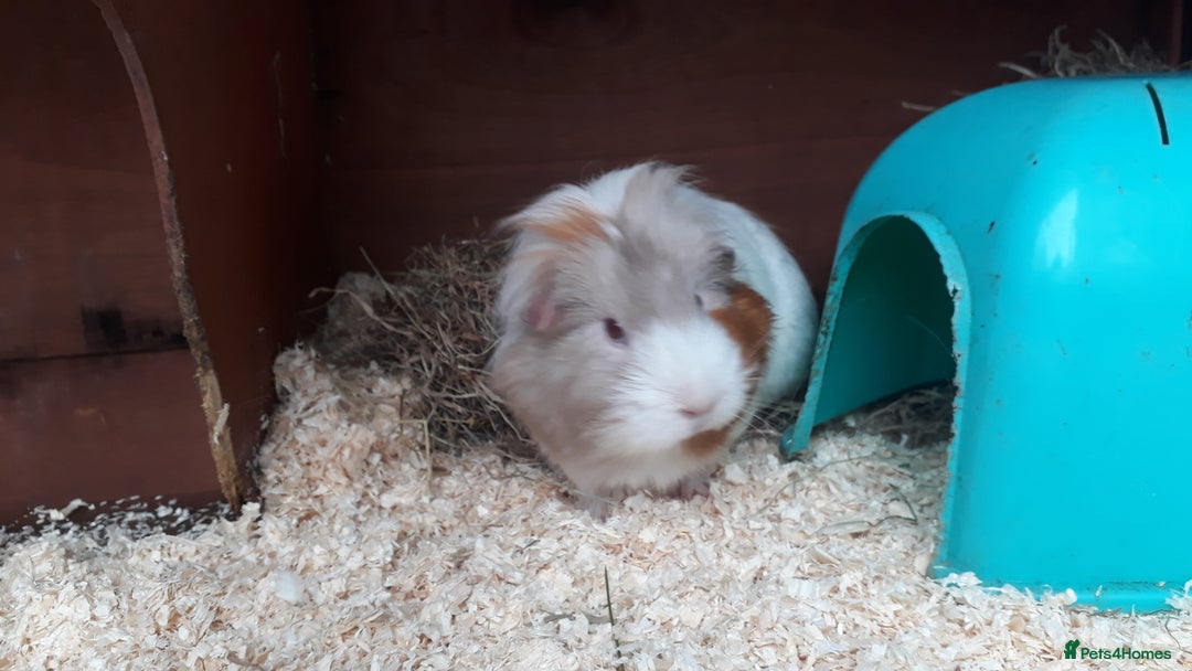 Guinea Pig rodents for sale: 2 female guinea pigs, large hutch and accessories - Advert 14