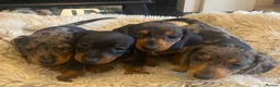 Miniature Dachshund dogs for sale:  KC Reg Miniature Dachshund Puppies - Advert 9