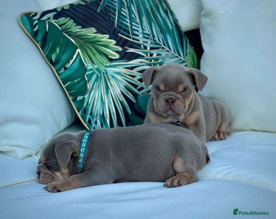 English Bulldog dogs for sale: Champion Bloodlines KC British Bulldogs - Image 5