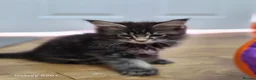 Maine Coon cats for sale: Licensed breeder-maine coon  - Advert 29
