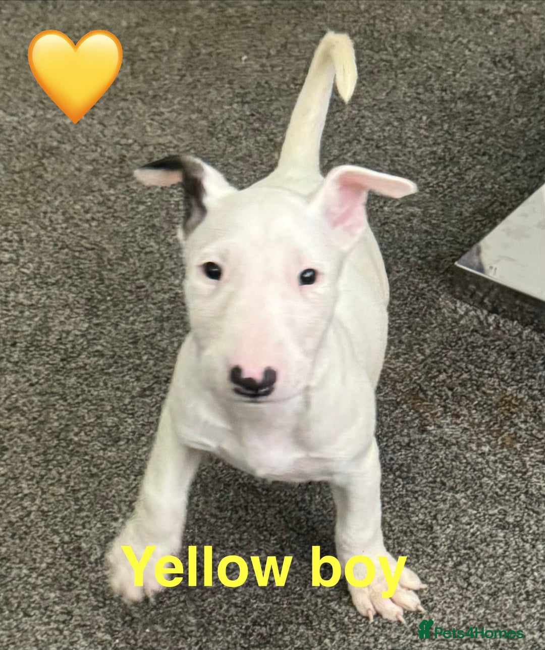 English Bull Terrier dogs for sale: 5 stunning English bull terrier boys  - Advert 5