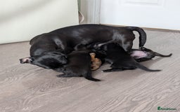 Dachshund dogs for sale: Dachshund x puppies male 2x long haired  - Image 35