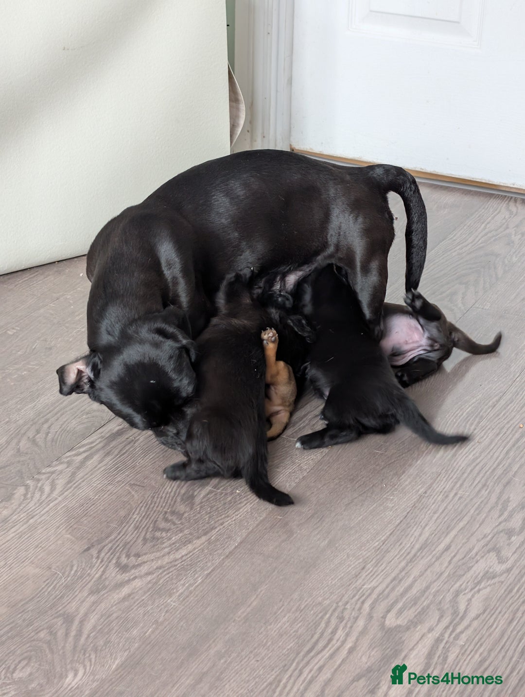 Dachshund dogs for sale: Dachshund x puppies male 2x long haired  - Image 35