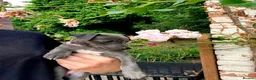 Mixed Breed dogs for sale: Whippet x Italian greyhound in Southampton - Advert 4