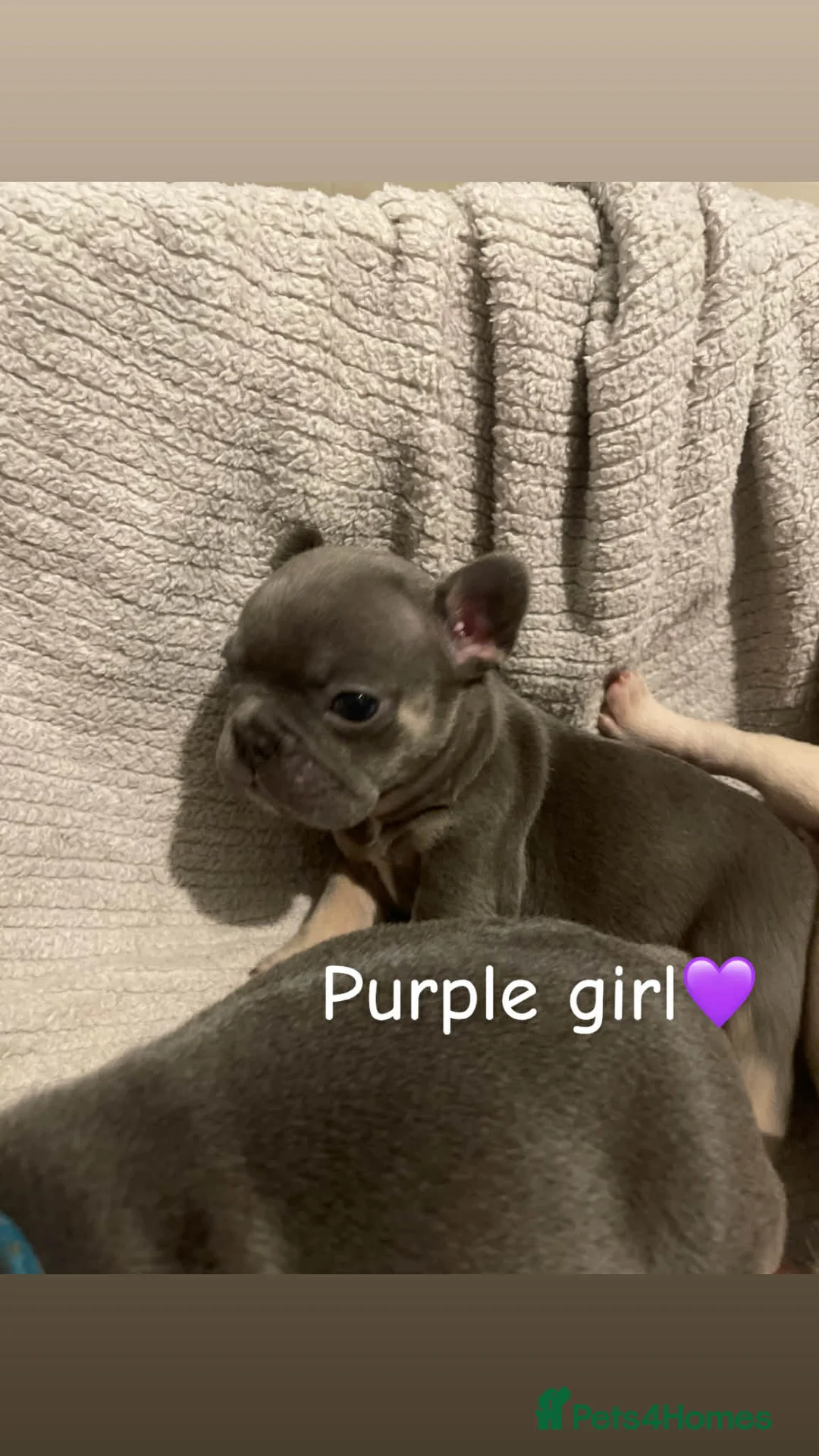 French Bulldog dogs for sale: French bulldogs puppies  - Advert 3