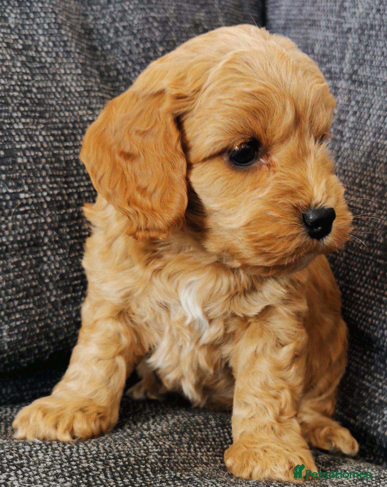 Cockapoo dogs Superb top quality F1 Cockapoos  - Advert 1