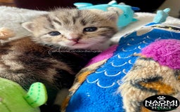 Bengal cats for sale: ⭐️ BENGAL KITTEN FOR SALE! ⭐️ 🩷❤️🧡💛💚🩵💙💜 - Image 10