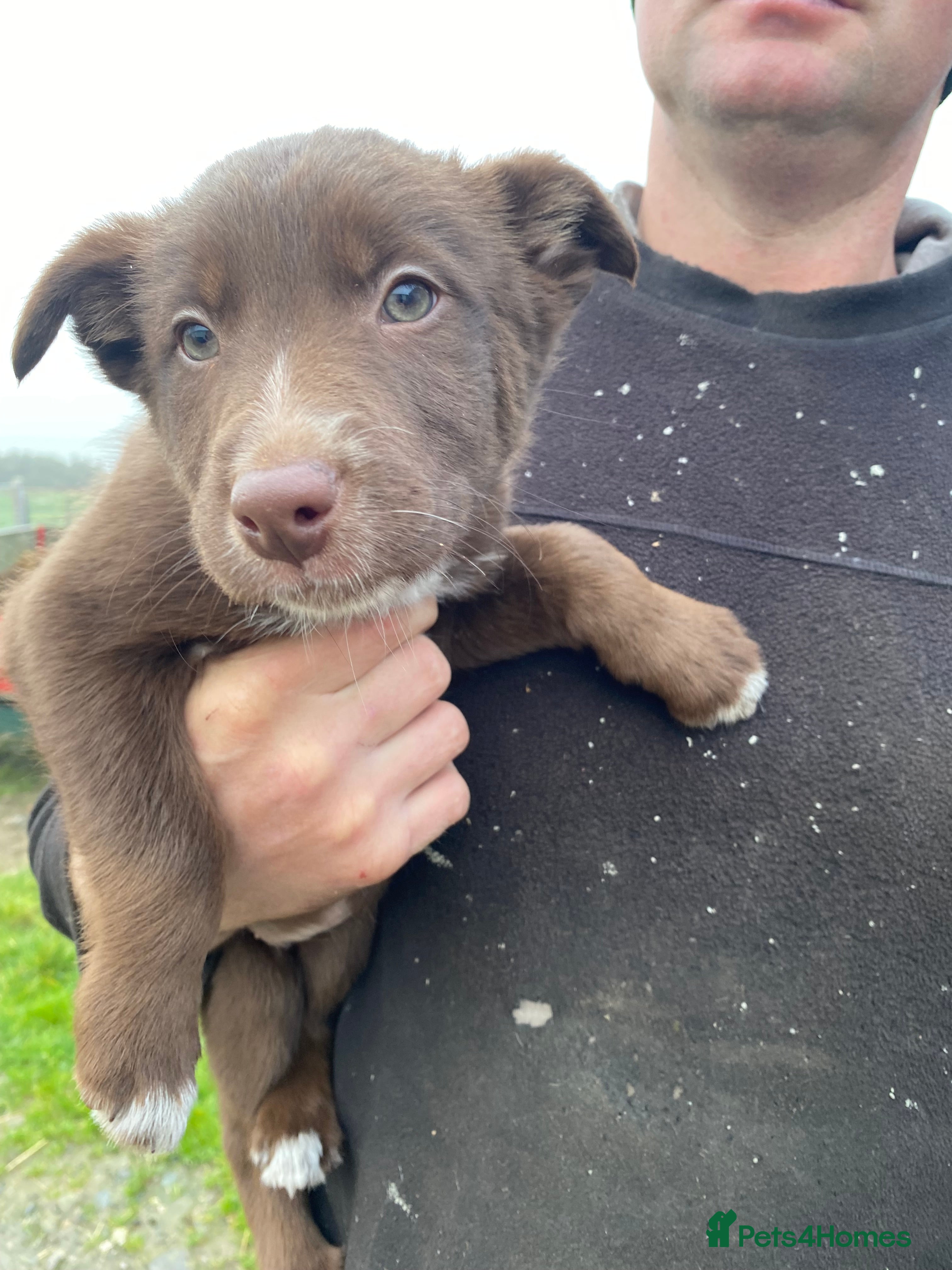 Mixed Breed dogs for sale: Beautiful Kelpie/Collie cross puppies - Advert 2