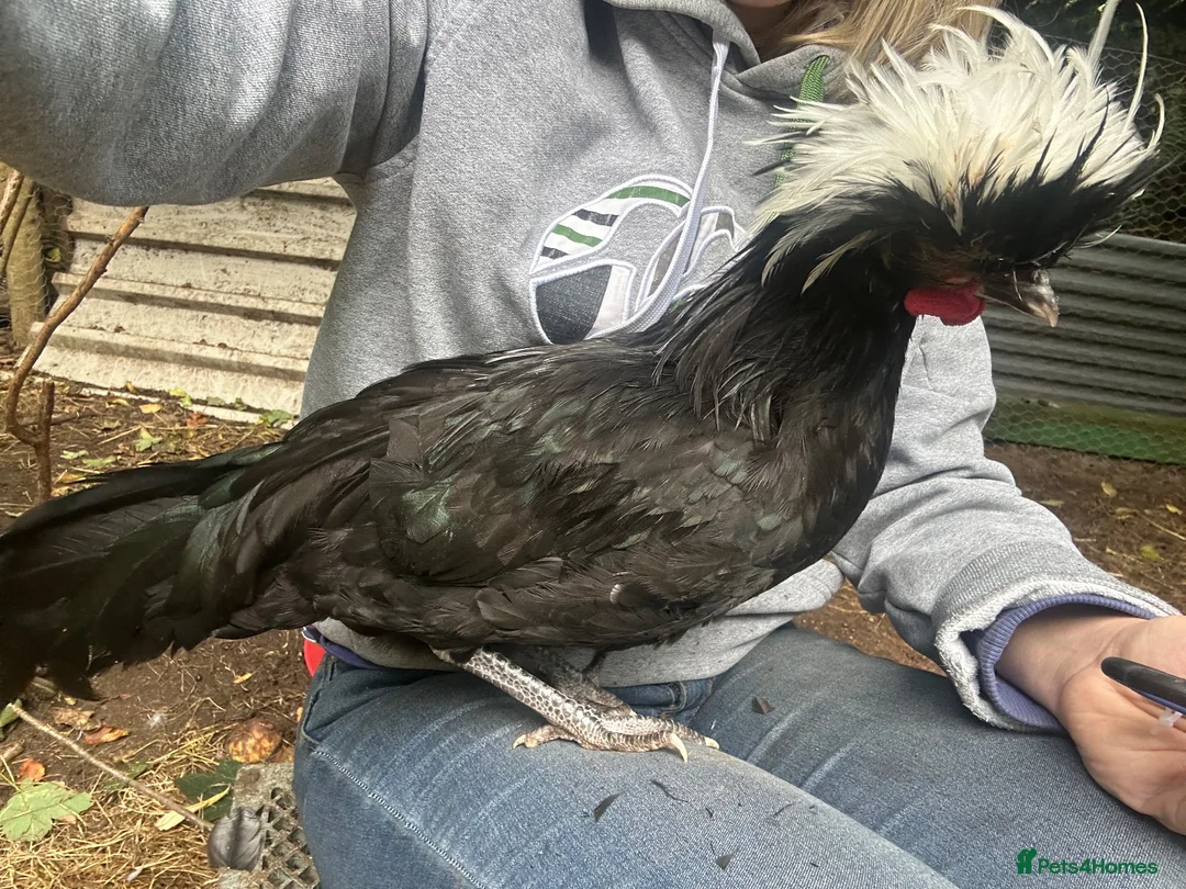Chickens poultry for sale: Poland large fowl - Advert 1