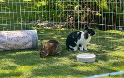French Lop rabbits for sale: Bonded House Rabbit Pair Seeking Loving Home - Image 3