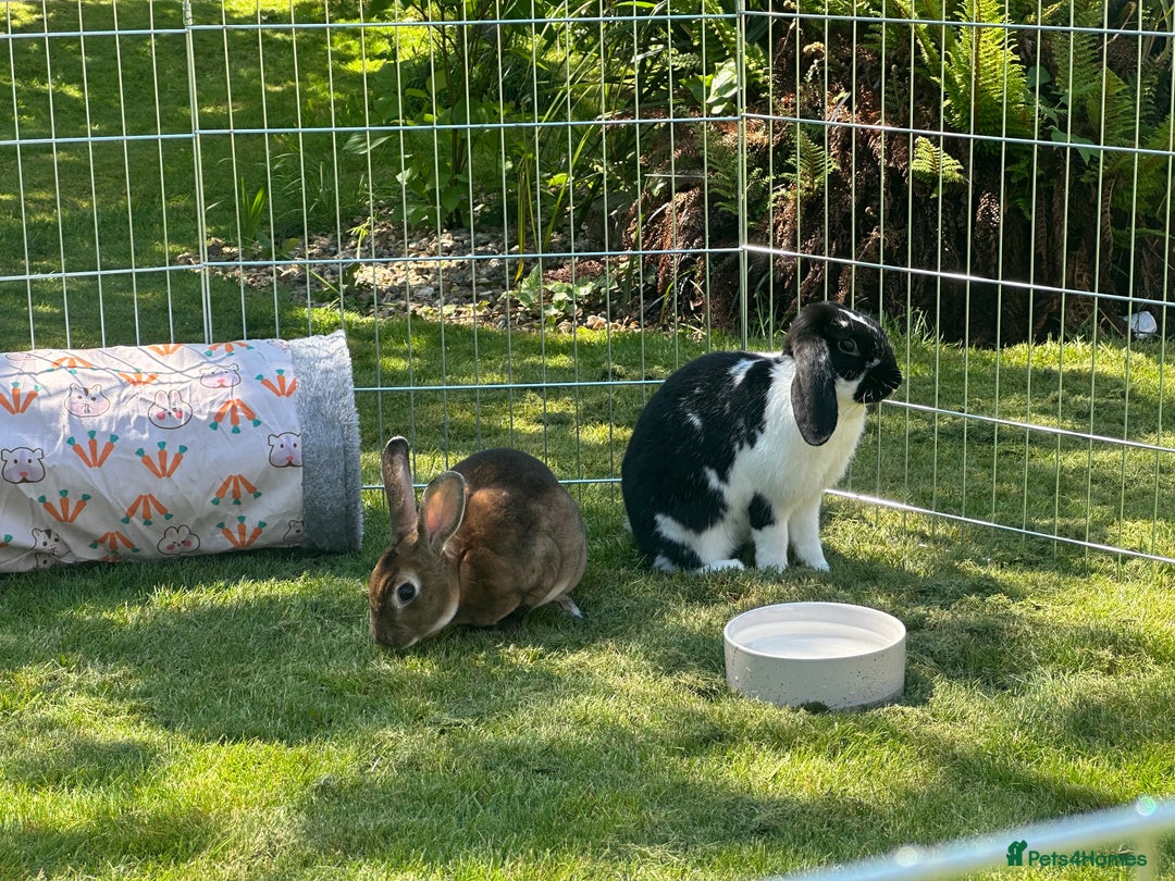 French Lop rabbits for sale: Bonded House Rabbit Pair Seeking Loving Home - Image 3