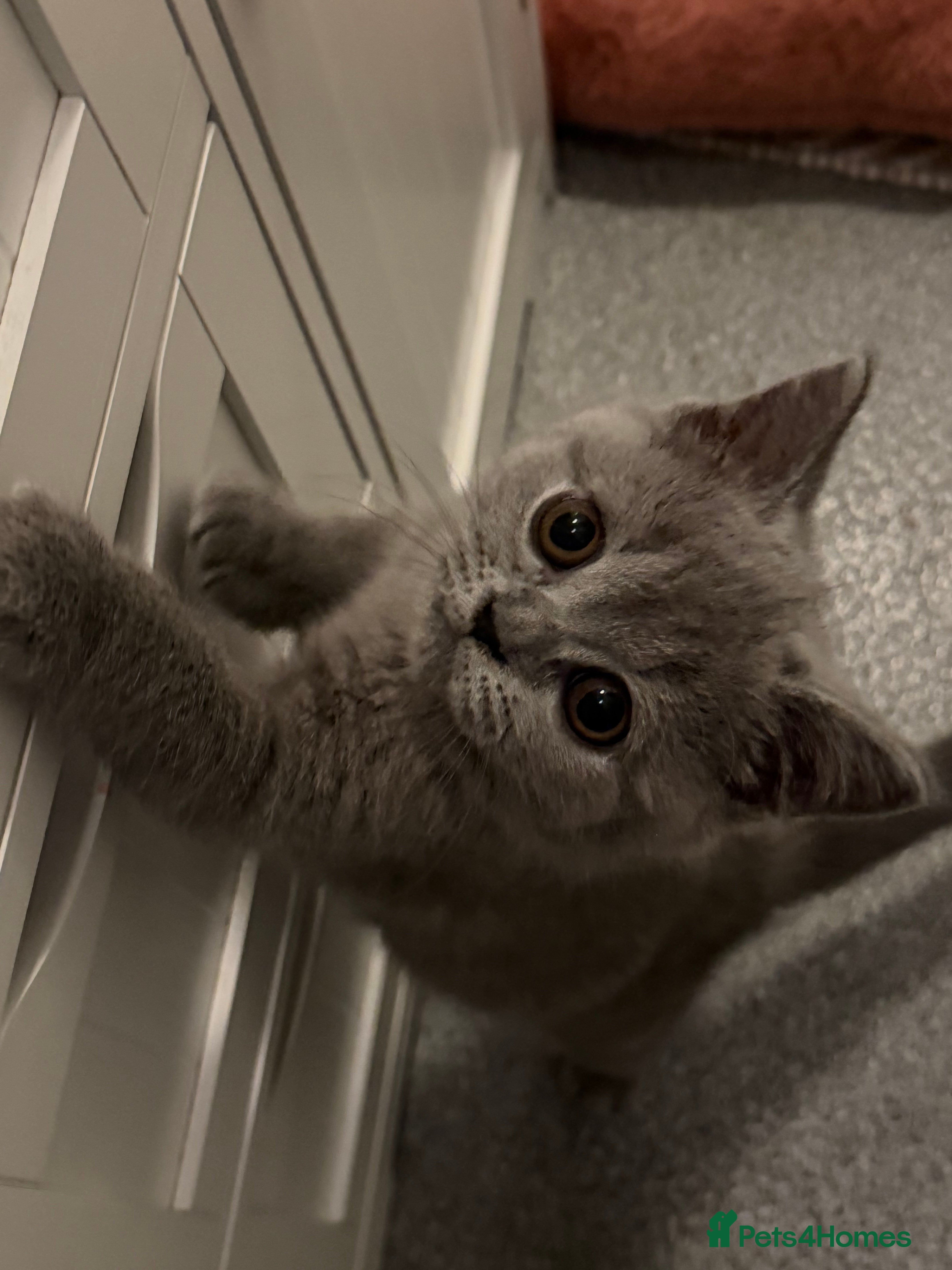 British Shorthair cats British shorthair kittens  - Advert 1