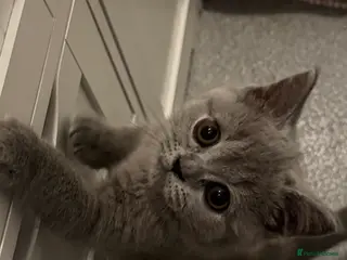 British Shorthair cats British shorthair kittens - Advert 1