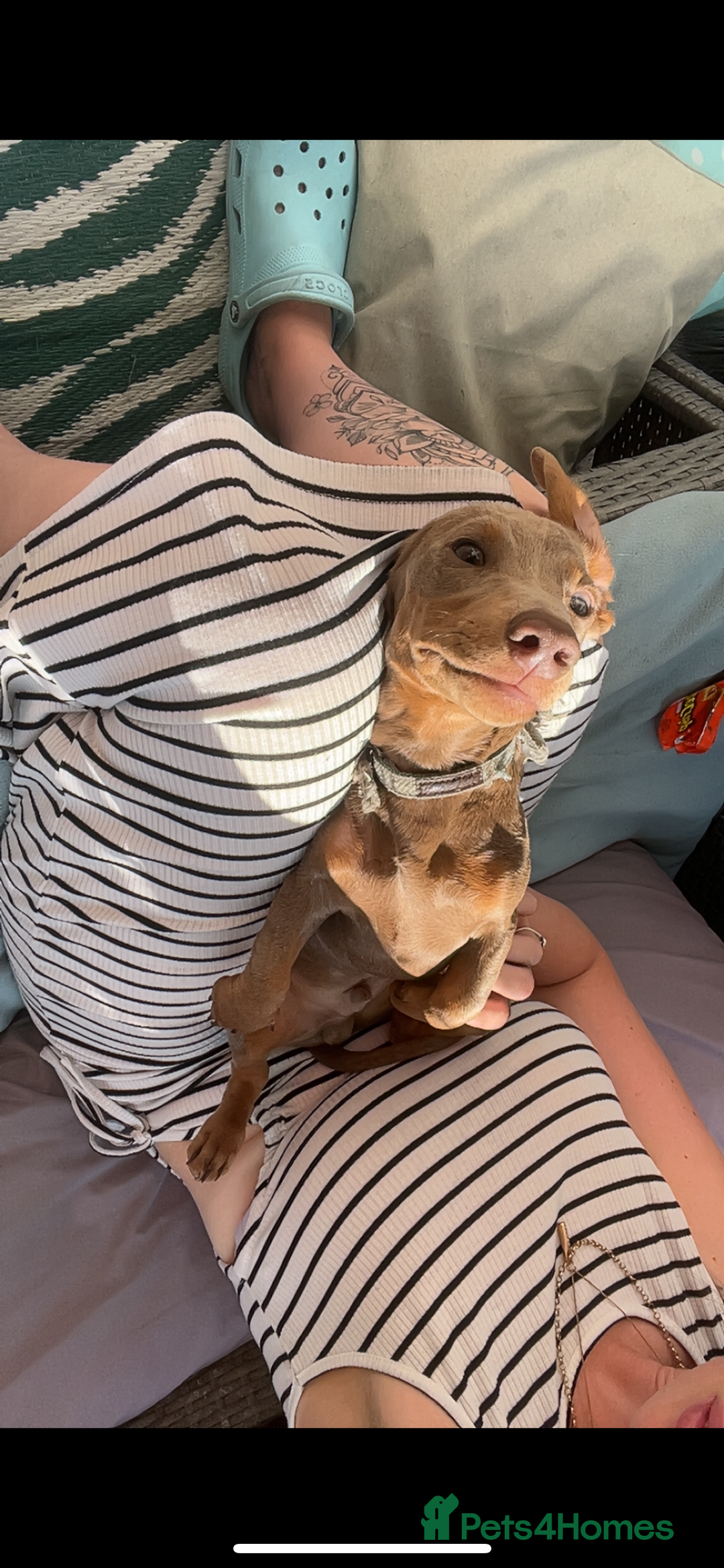 Dachshund dogs for sale: Sausage dog - Image 1