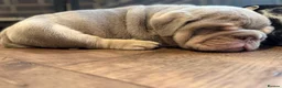 English Bulldog dogs for sale: Stunning KC reg English Bulldog puppies. in Newbury - Advert 4