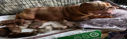 English Bulldog dogs for sale: Adorable English Bulldog Puppies in Plymouth - Advert 2