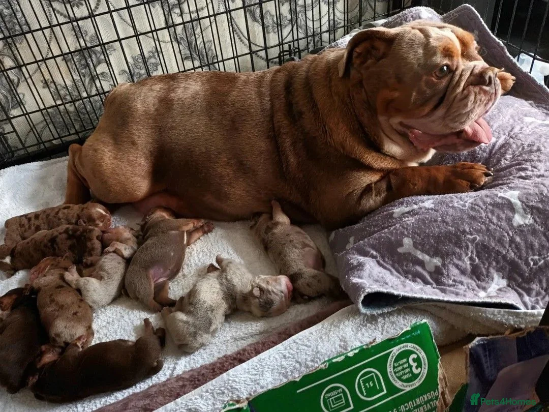 English Bulldog dogs for sale: Adorable English Bulldog Puppies in Plymouth - Advert 2