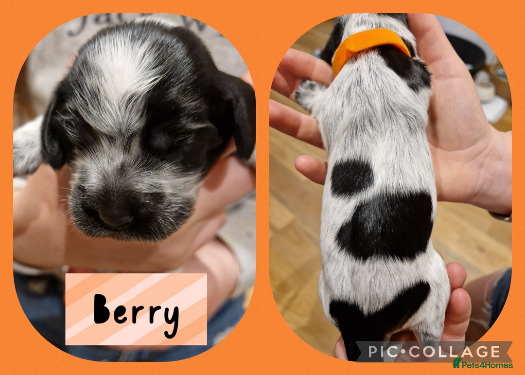 Cocker Spaniel dogs for sale: KC registered Show Type Cocker Spaniels - Image 9
