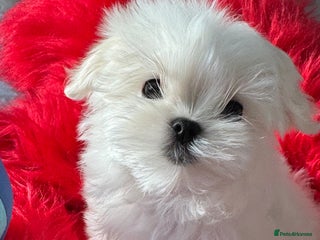 Maltese dogs 🌟Ready Now 🌟Tiny Full Korean Maltese 🌟 - Advert 4