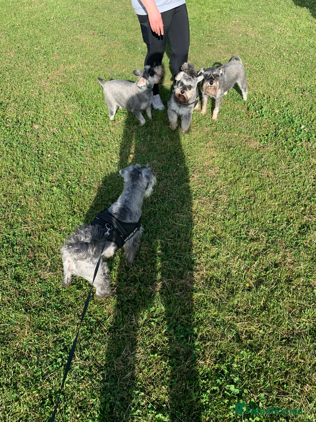 Miniature Schnauzer dogs for stud: Miniature Schnauzer for Stud in Liverpool - Advert 3