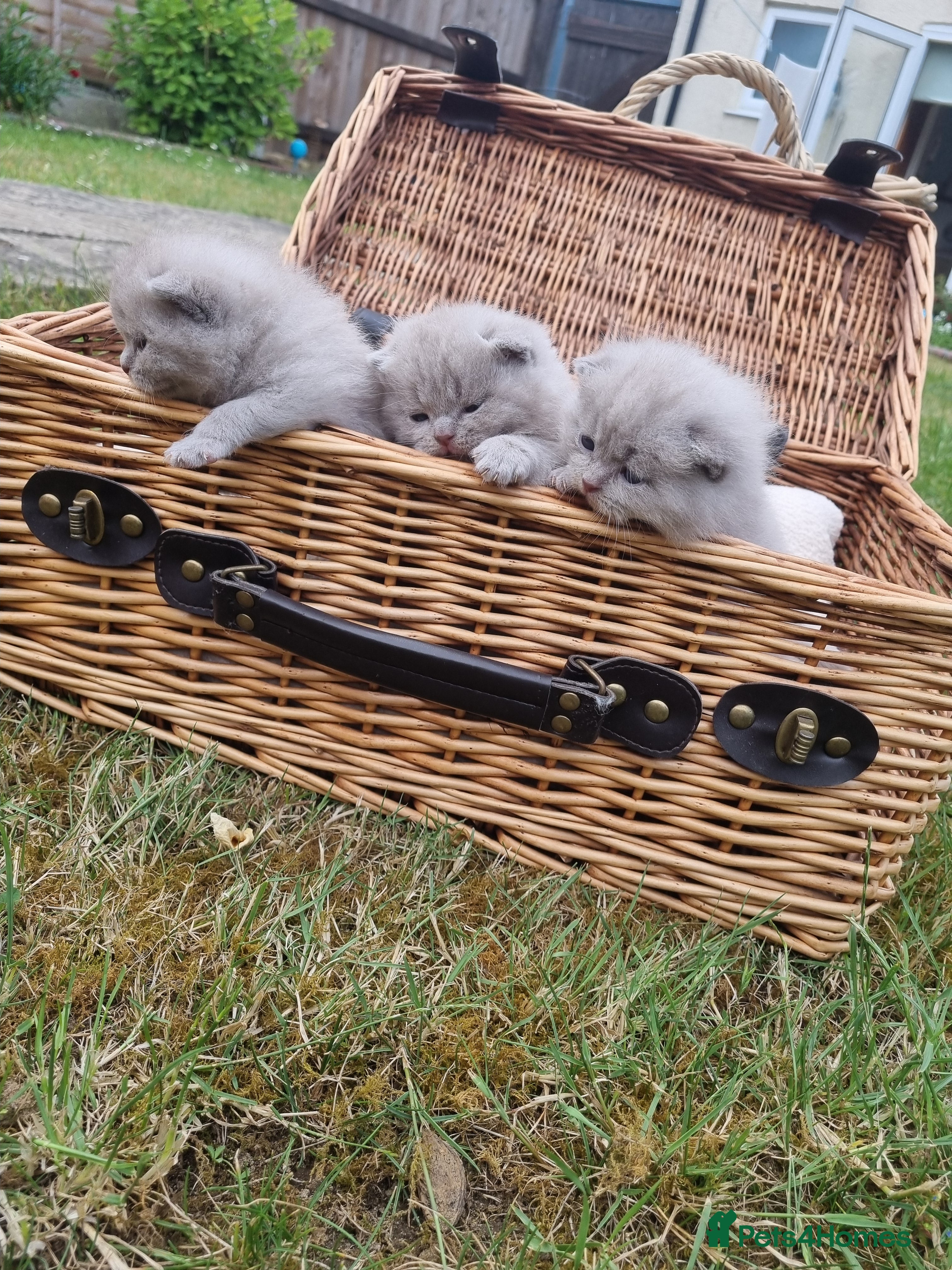 Scottish Fold cats for sale: 6 Scottish fold kittens  in Grays - Advert 10