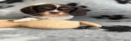 Cavalier King Charles Spaniel dogs for sale: 3 gorgeous kc health tested chocolate boys  - Advert 2