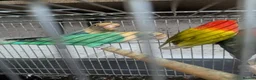 Lovebirds birds for sale: Hand Tamed Baby Love Birds🦜 in Ruislip - Advert 15