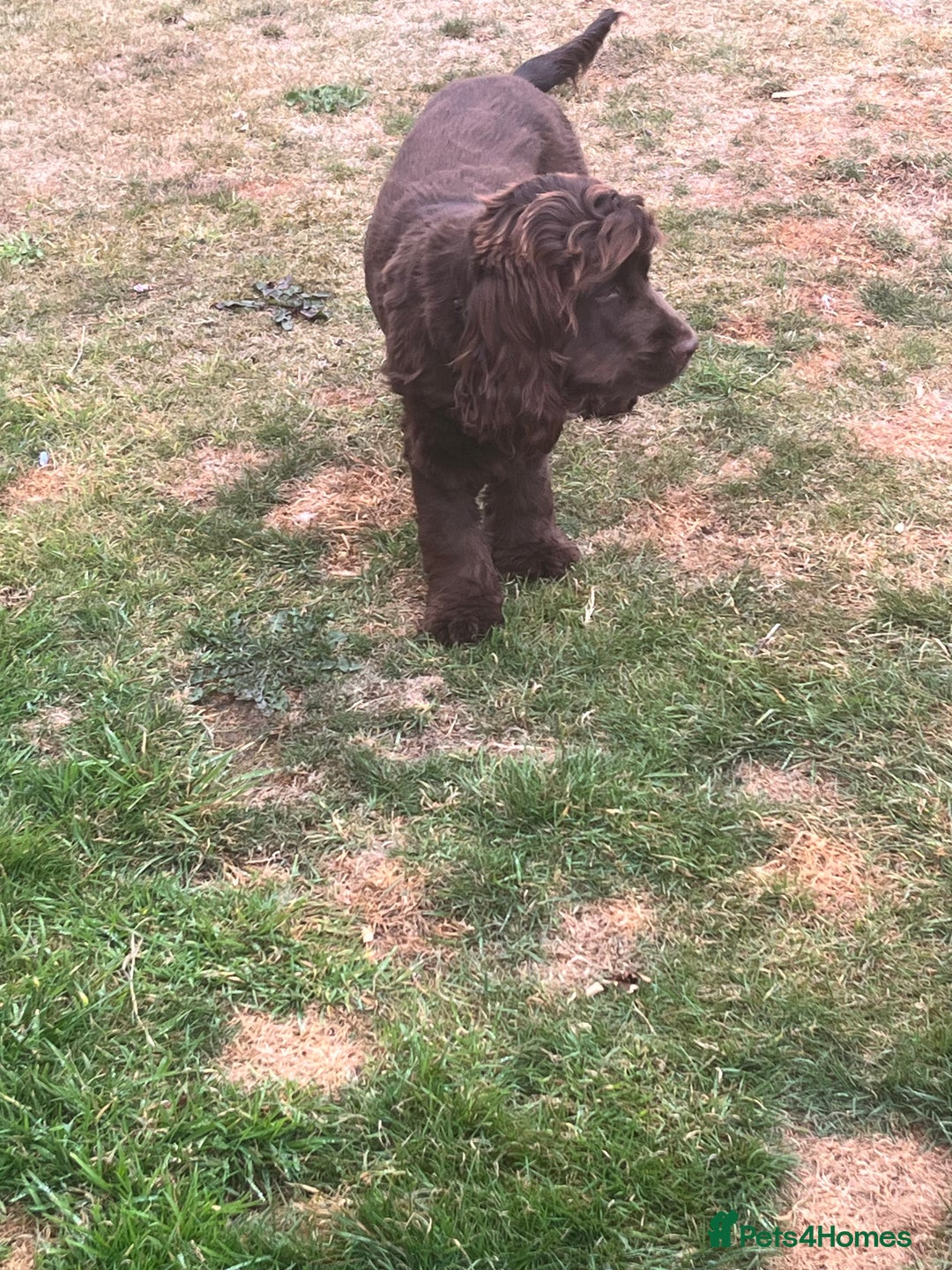 Cocker Spaniel dogs for sale: 6 month old female English show cocker spaniel - Image 6