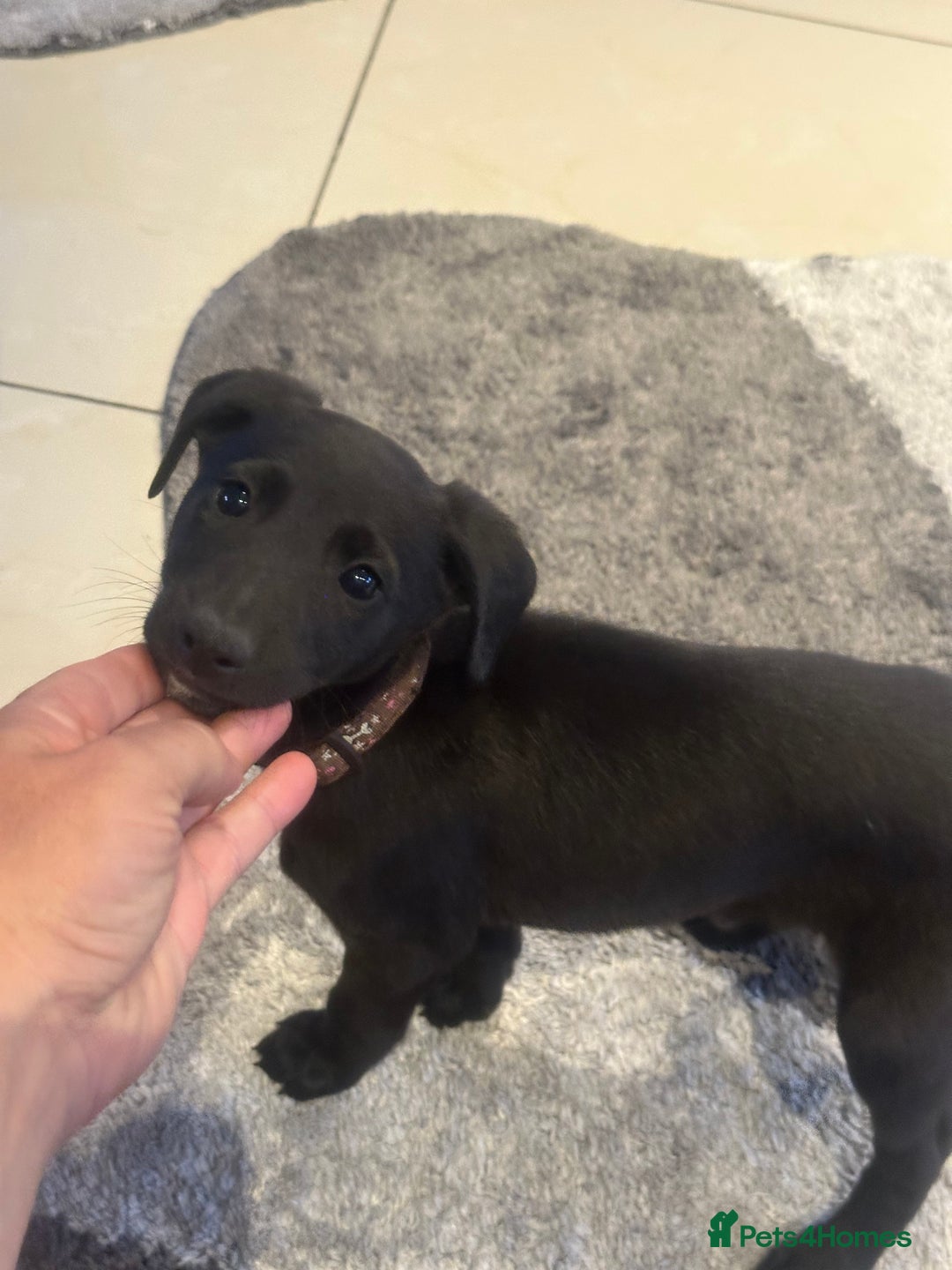 Mixed Breed dogs for sale: Beautiful healthy whippet  x Bedlington - Image 10