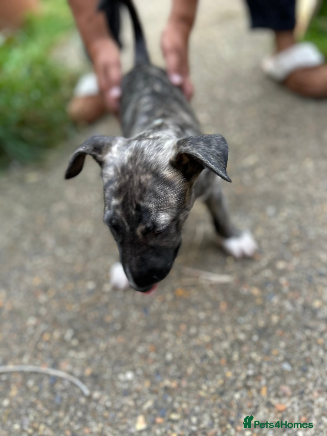 English Bull Terrier dogs for sale: Beautiful English Bull Terrier Puppies - Image 9