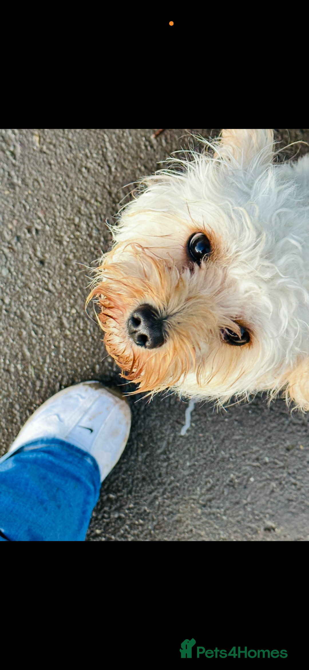 Cavapoo dogs for sale: Beautiful cavapoos - Advert 5