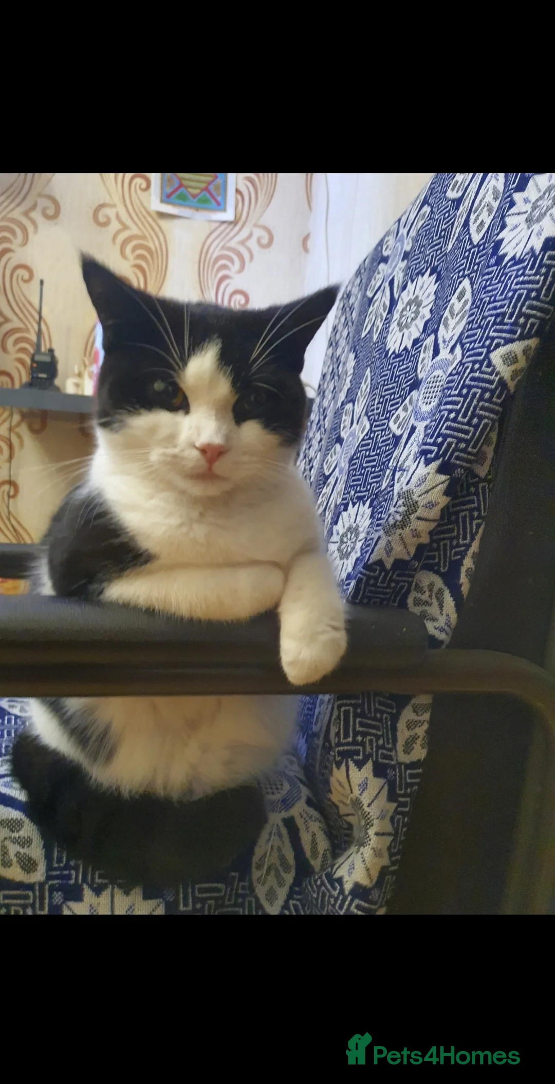 British Shorthair cats for sale: 1 year Old female cat mirochipped and sprayed - Advert 4