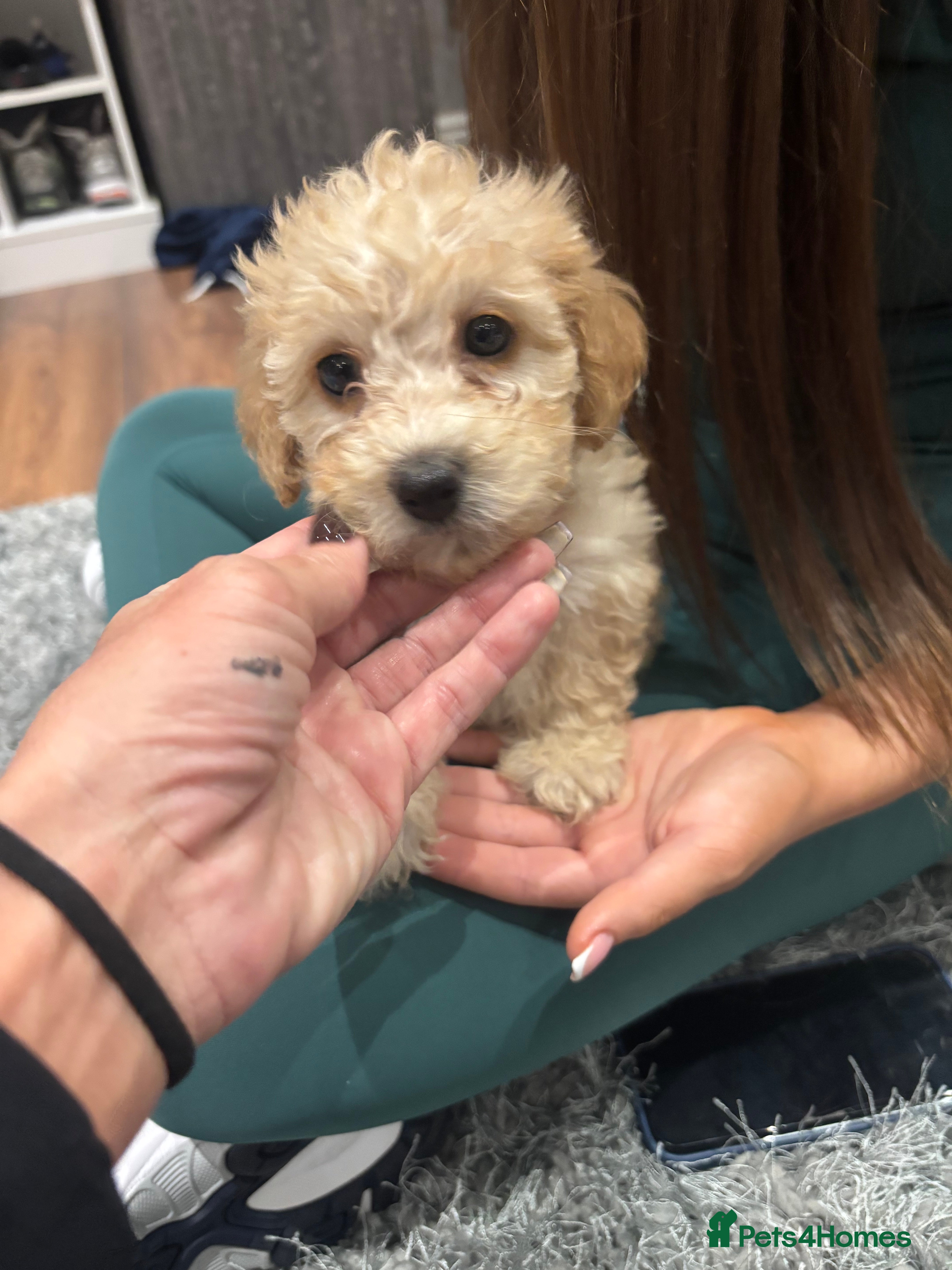 Poochon dogs Poochon  - Advert 1