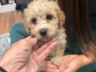 Poochon dogs Poochon - Advert 1