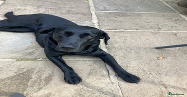 Labrador Retriever dogs - Advert 1