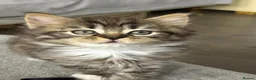 Mixed Breed cats for sale: BRITISH LONGHAIR × DOLLY FACE PERSIAN CHINCHILLA - Advert 4