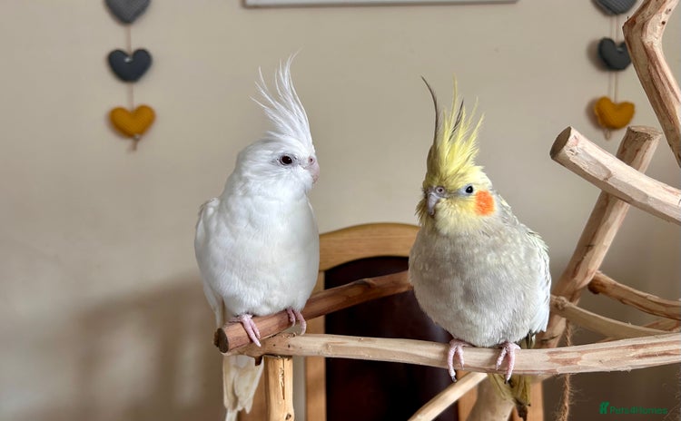 Cockatiels birds - Advert 2