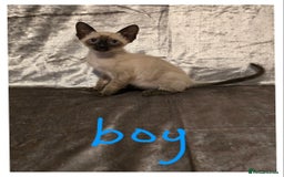 Siamese cats for sale: Traditional Siamese Kittens  - Image 7