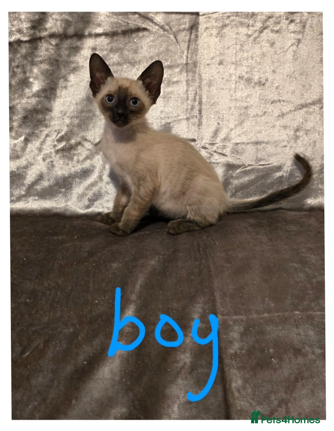 Siamese cats for sale: Traditional Siamese Kittens  - Image 7