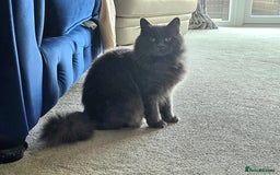 Russian Blue cats for sale: Longhaired Russian Blue Female - Image 2