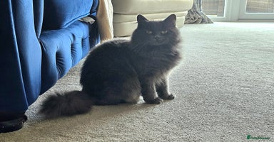 Russian Blue cats - Advert 6