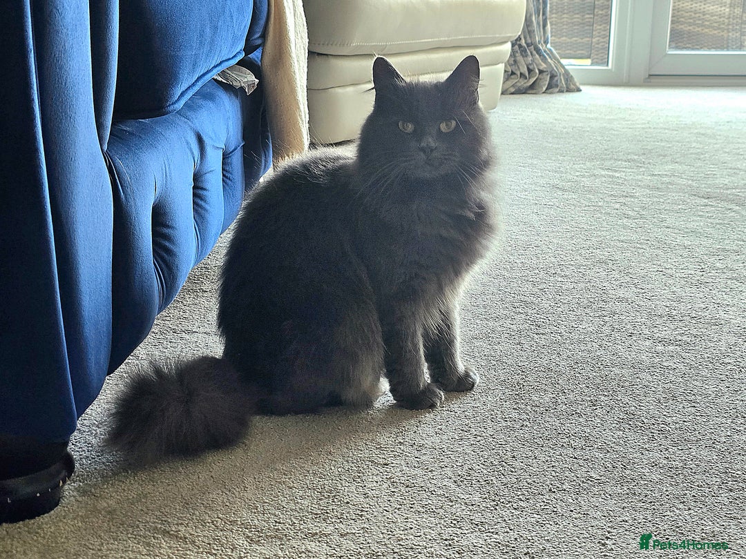 Russian Blue cats for sale: Longhaired Russian Blue Female - Image 2
