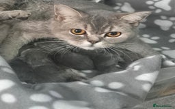 British Shorthair cats for sale: British short-hair kittens - Image 2