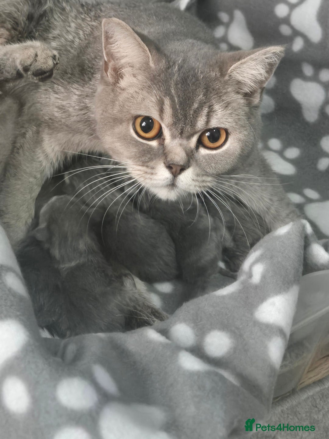 British Shorthair cats for sale: British short-hair kittens - Image 2