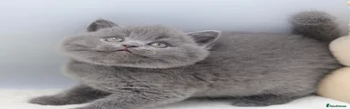 British Shorthair 4