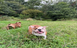 English Bulldog dogs for sale: 🐾 Pedigree Bulldog Puppies 🐾 - Image 4
