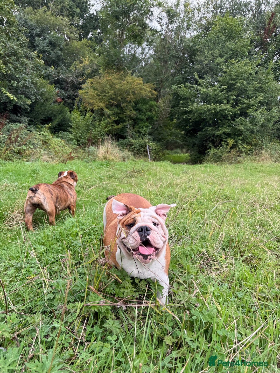 English Bulldog dogs for sale: 🐾 Pedigree Bulldog Puppies 🐾 - Image 4