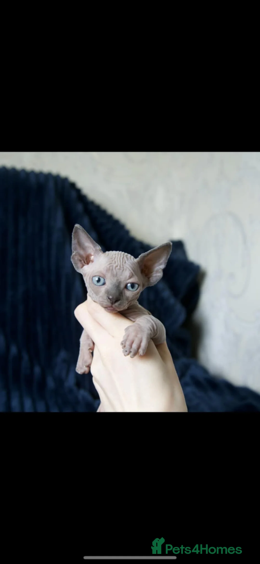 Sphynx cats for sale: Short Leg Munckin Sphinx Kittens(BullyCat) - Advert 2